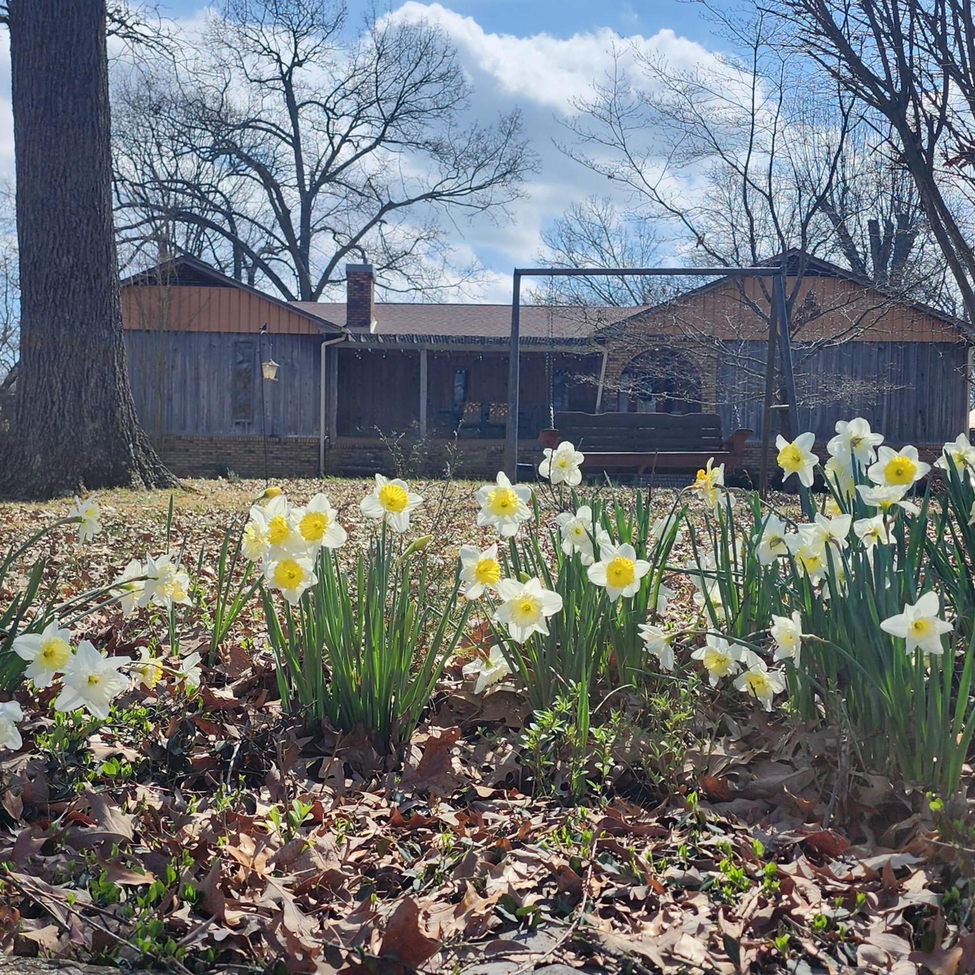 Russellville Sisters On Sycamore B&B المظهر الخارجي الصورة