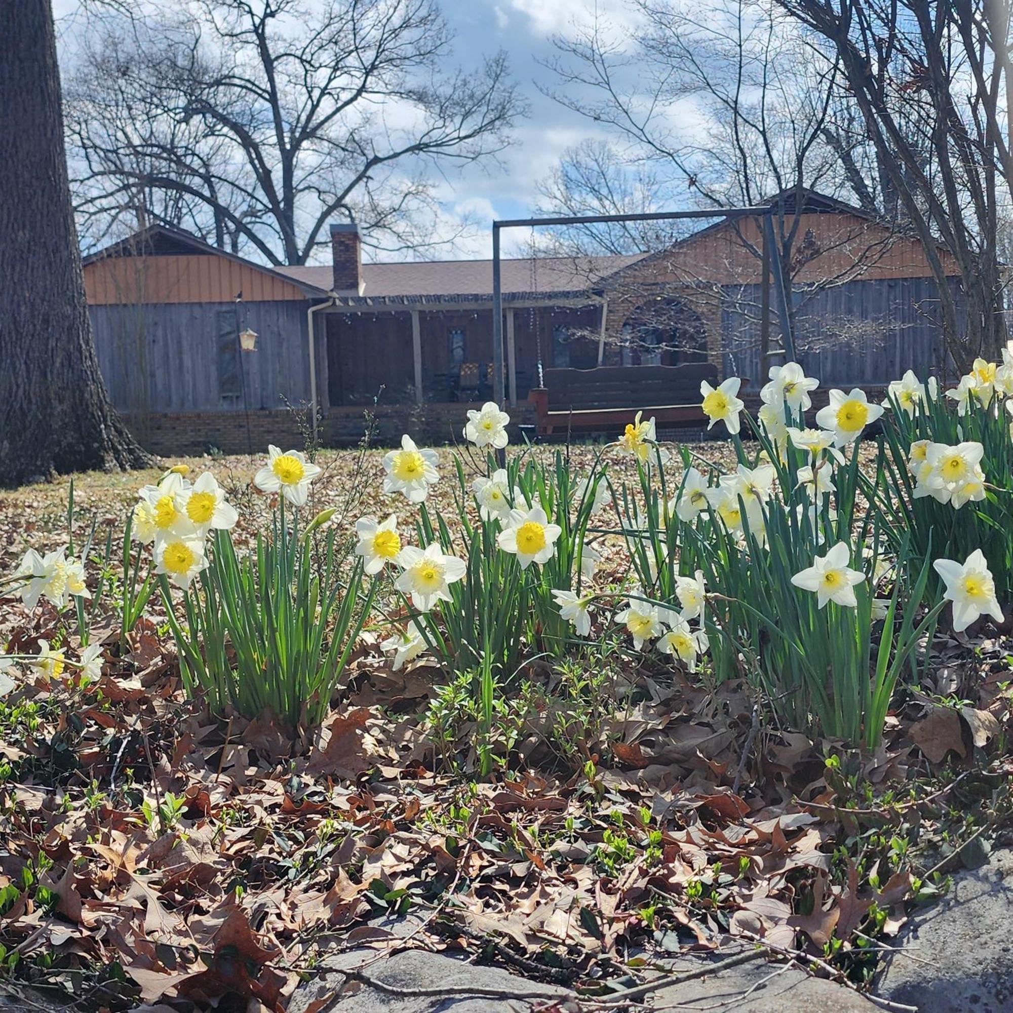 Russellville Sisters On Sycamore B&B المظهر الخارجي الصورة